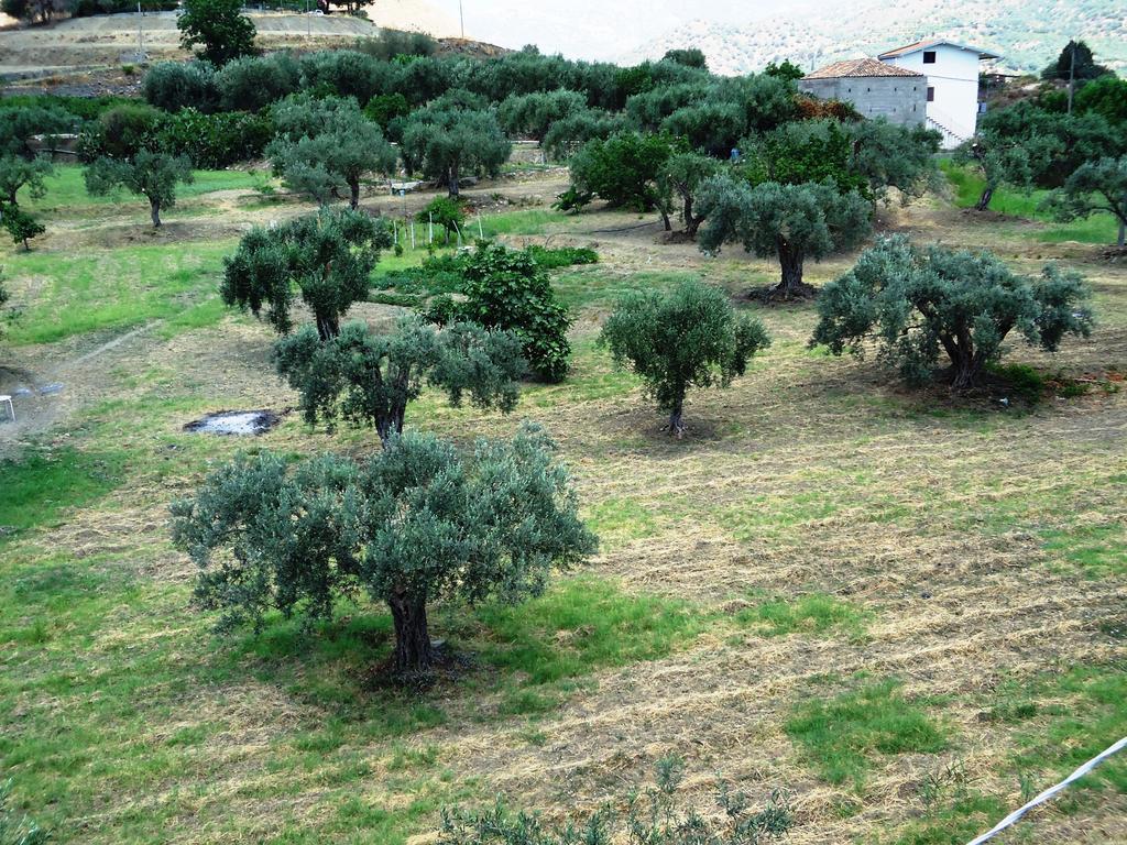 Bed and Breakfast Ciuscia Calatabiano Esterno foto